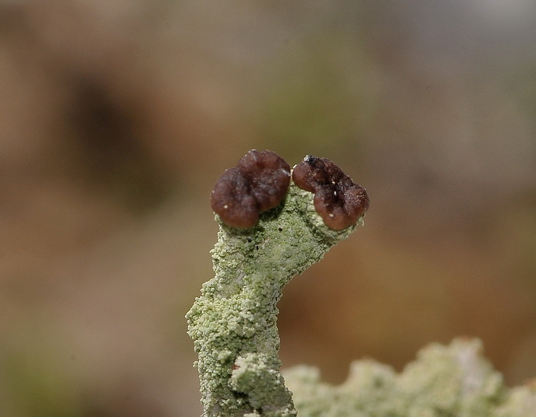 Cladonia sp. - aiuto id